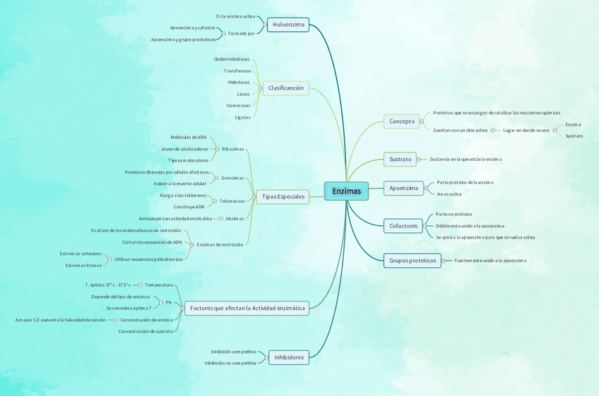 Miniatura del documento mapa-mental-enzimas.pdf