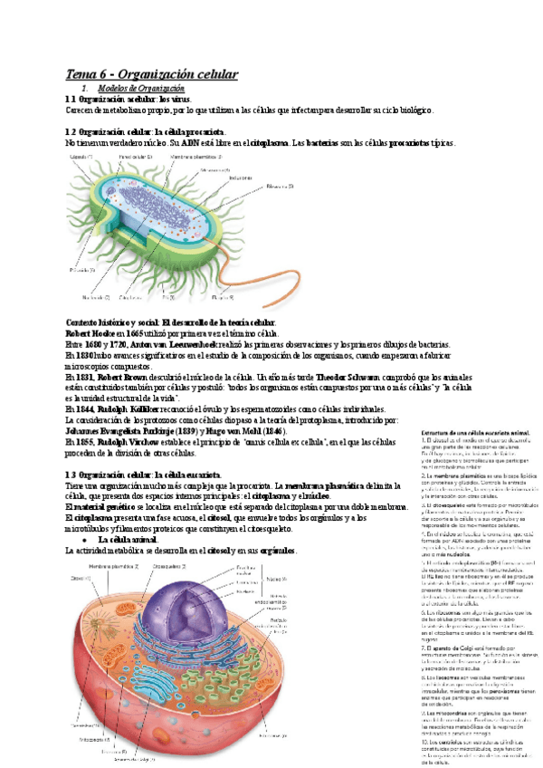 Miniatura del documento Tema-6-Organizacion-celular.pdf