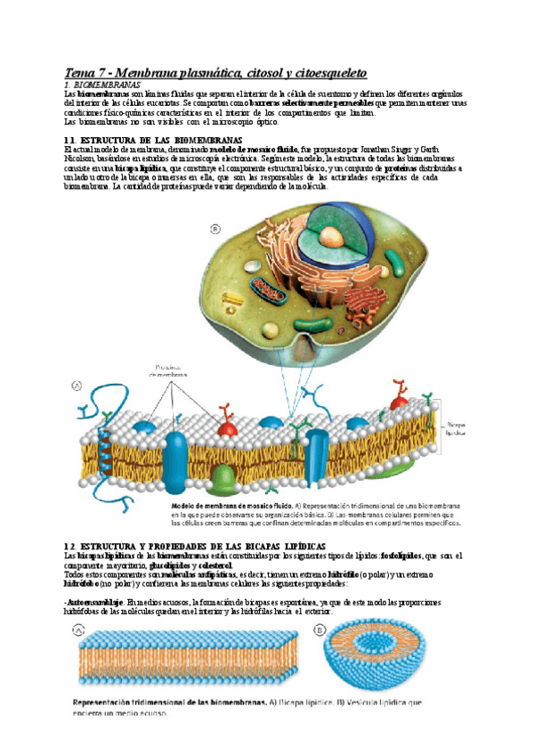 Miniatura del documento Tema-7-Membranaplasmaticacitosolcitoesqueleto.pdf