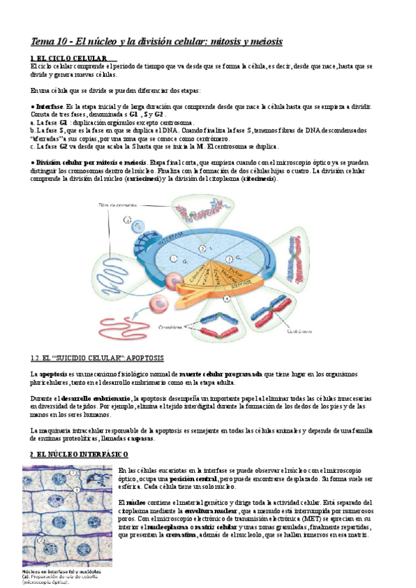 Miniatura del documento Tema-10-El-nucleo-y-la-division-celular-mitosis-y-meiosis.pdf
