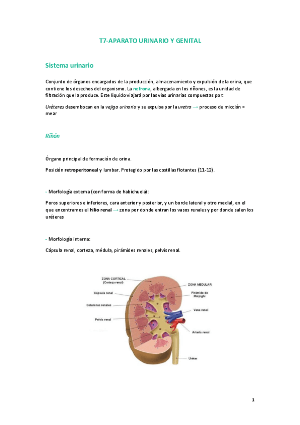 Miniatura del documento TEMA-7aparato-urinario-y-genital.pdf