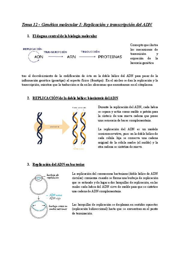 Miniatura del documento Replicacion-y-transcripcion-del-ADN.pdf