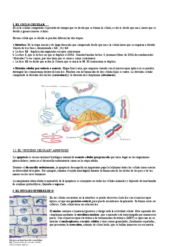 Miniatura del documento El-nucleo-y-la-division-celular-mitosis-y-meiosis.pdf