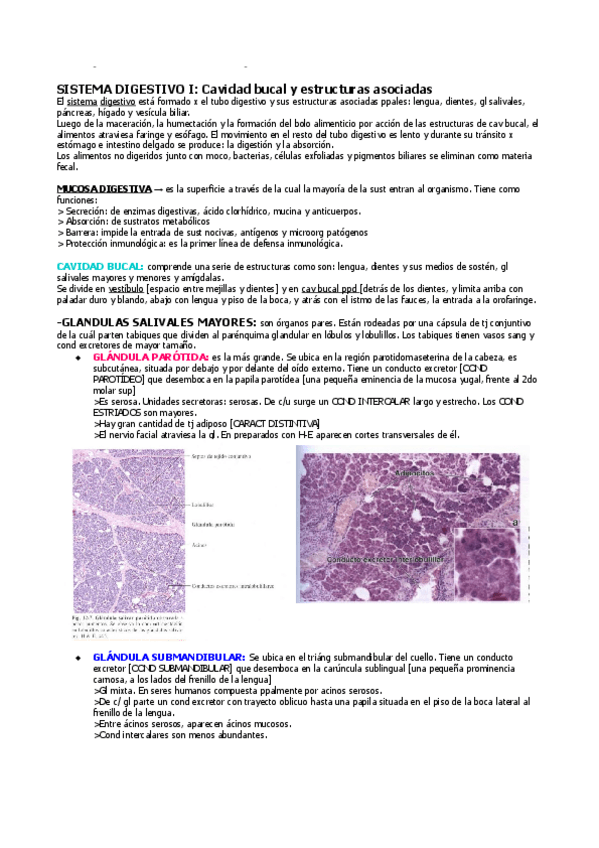 Miniatura del documento Histologia-digestivo.pdf