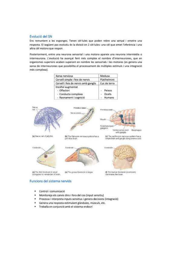 Miniatura del documento neuro-bio-21.pdf