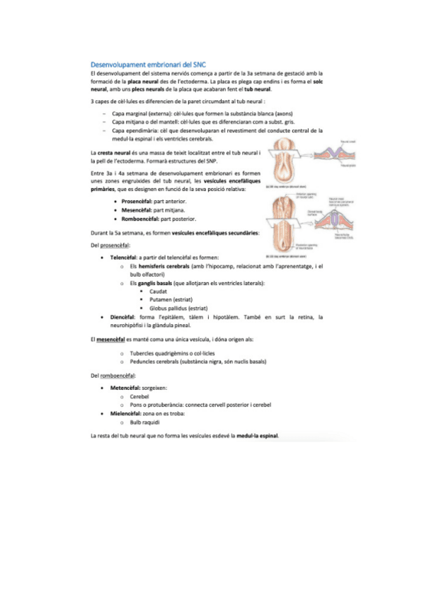 Miniatura del documento neurobio-23.pdf