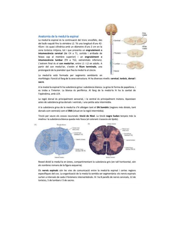 Miniatura del documento neurobio-27.pdf