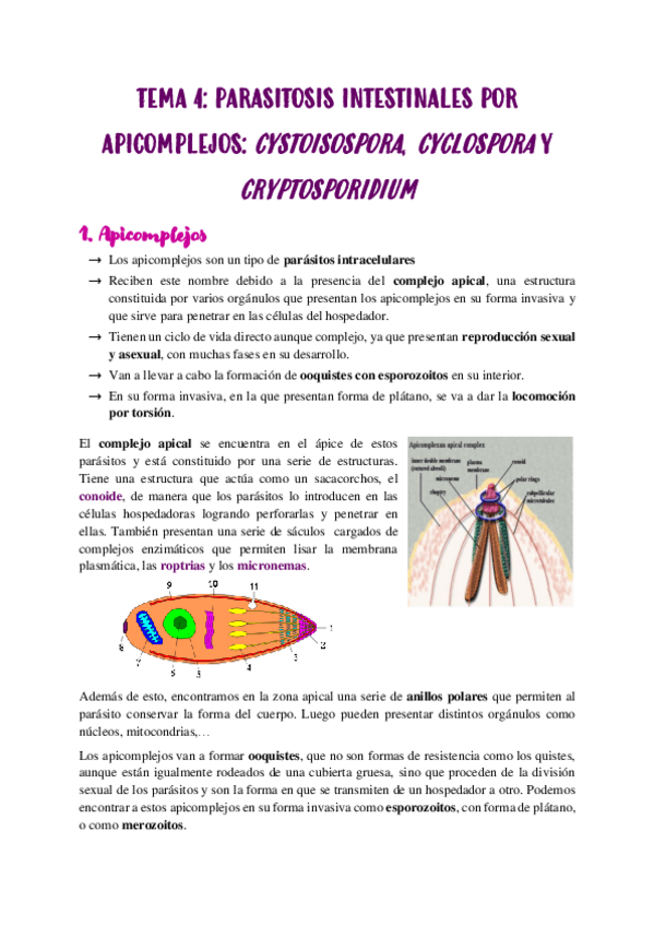 Miniatura del documento TEMA-4.pdf