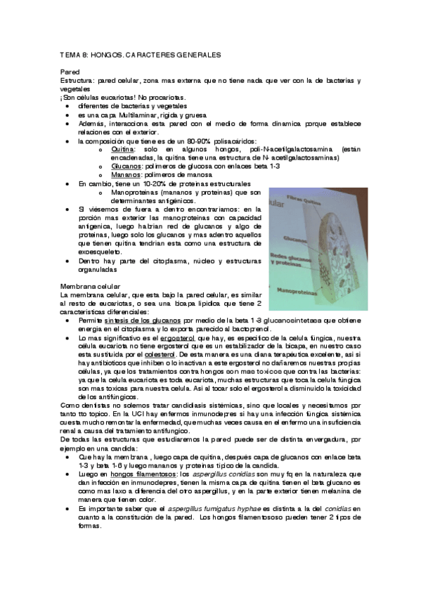 Miniatura del documento T8-HONGOS.pdf