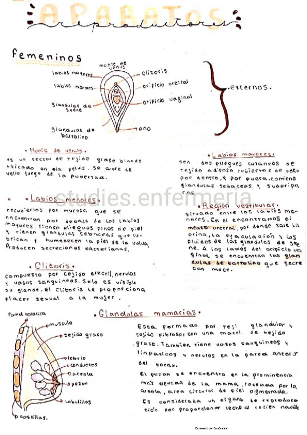 Miniatura del documento Aparato reproductor femenino