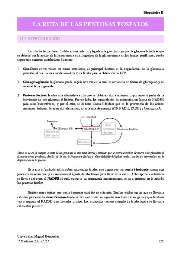 Miniatura del documento LA-RUTA-DE-LAS-PENTOSAS-FOSFATOS.pdf