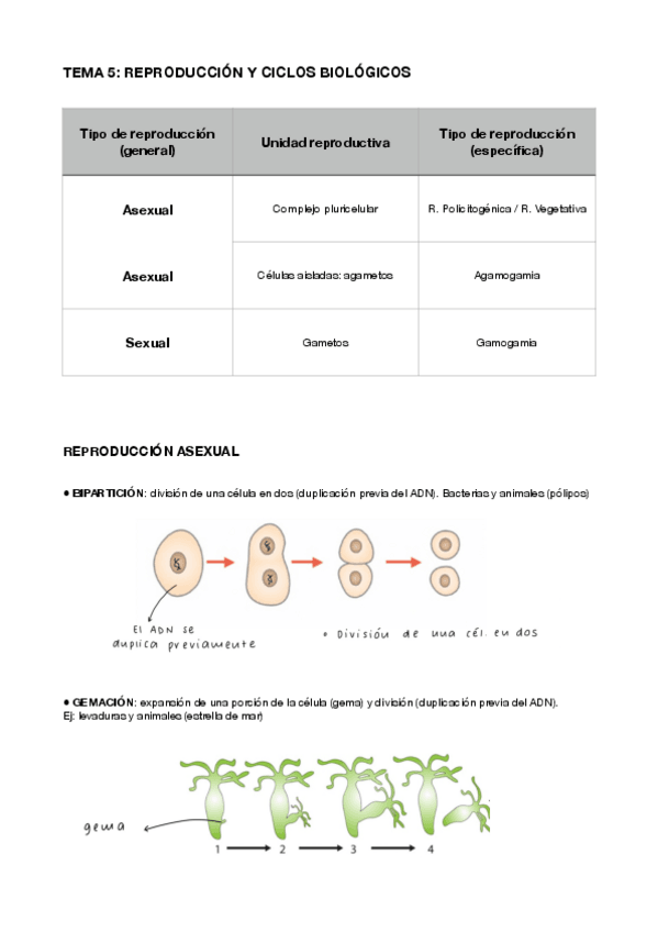 Miniatura del documento TEMA-5-REPRODUCCION.pdf