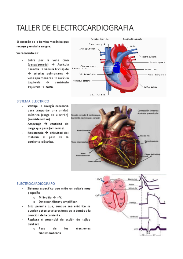 Miniatura del documento TALLER-DE-ELECTROCARDIOGRAFIA.pdf