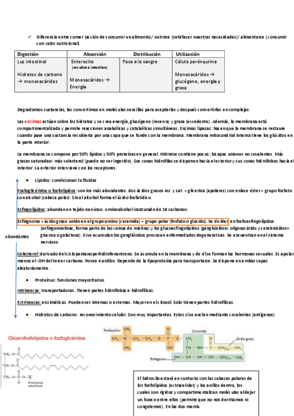 Miniatura del documento BIOQUIMICA-APUNTES.pdf