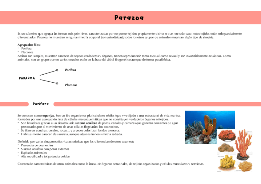 Miniatura del documento Parazoa.pdf