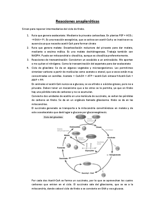Miniatura del documento Tema-17-Reacciones-anapleroticas.pdf