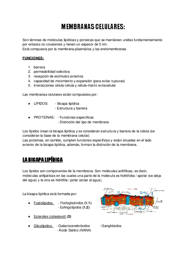Miniatura del documento Membranas-celulares-t1.pdf