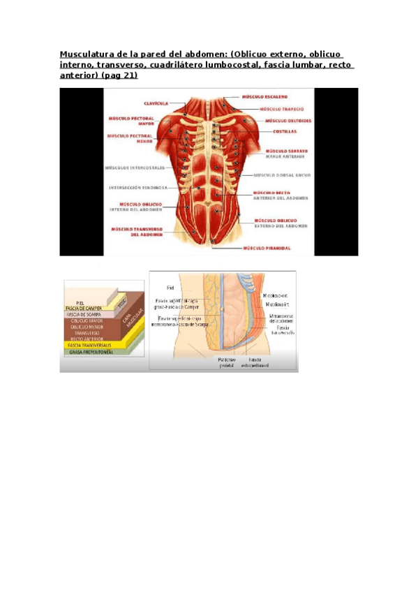 Miniatura del documento anatomia-preguntas-desarrollo.docx