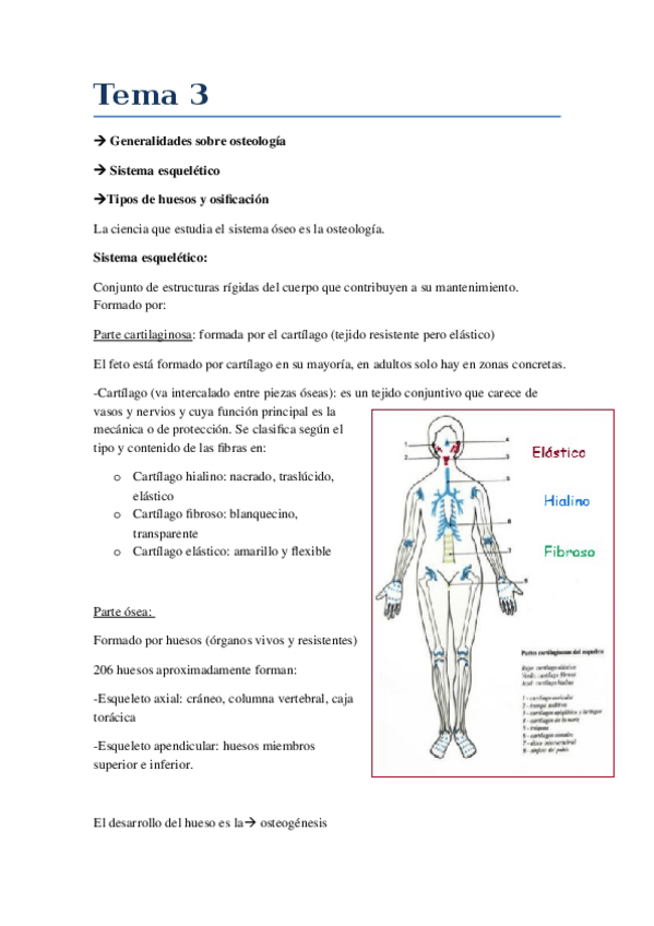 Miniatura del documento Tema 3-APUNTES.docx