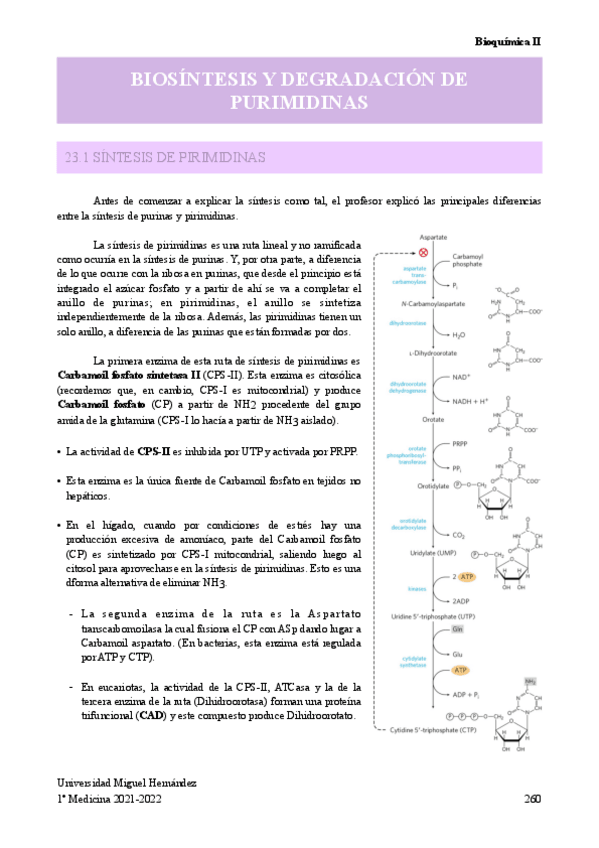 Miniatura del documento BIOSINTESIS-Y-DEGRADACION-DE-PURIMIDINAS.pdf