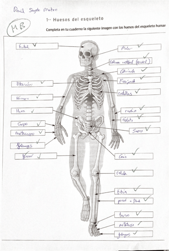 Miniatura del documento Huesos-esqueleto.pdf