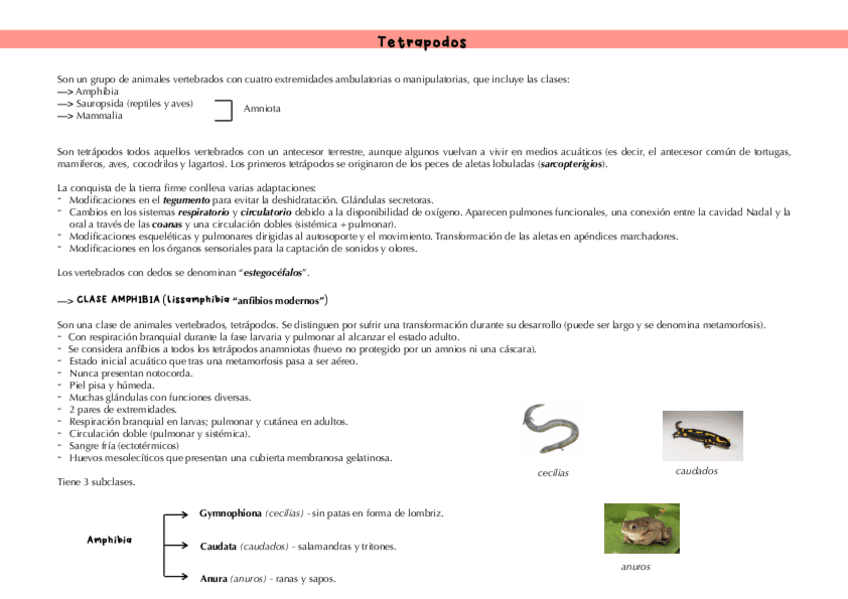 Miniatura del documento Deuterostomia-TETRAPODOS.pdf