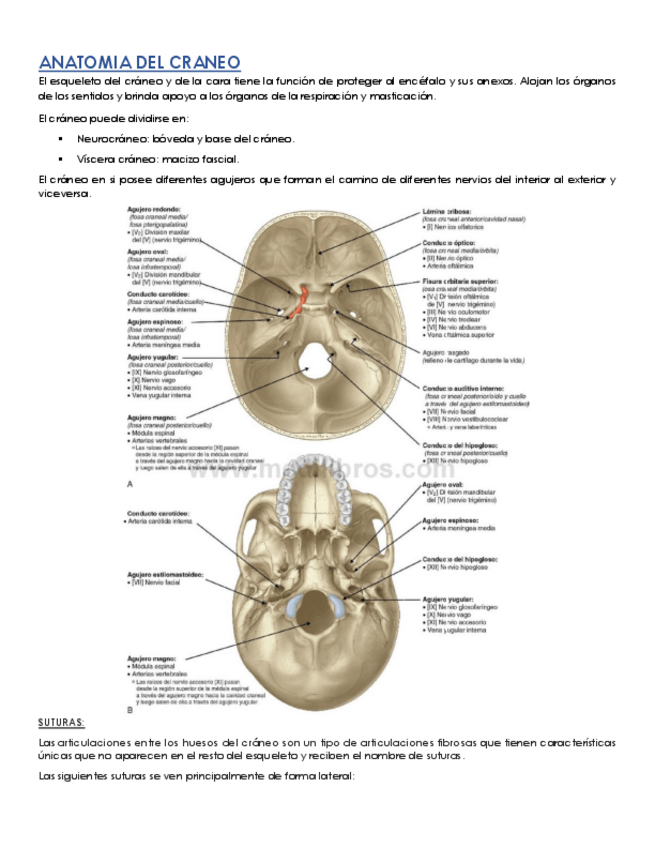 Miniatura del documento ANATOMIA-DEL-CRANEO-1.pdf