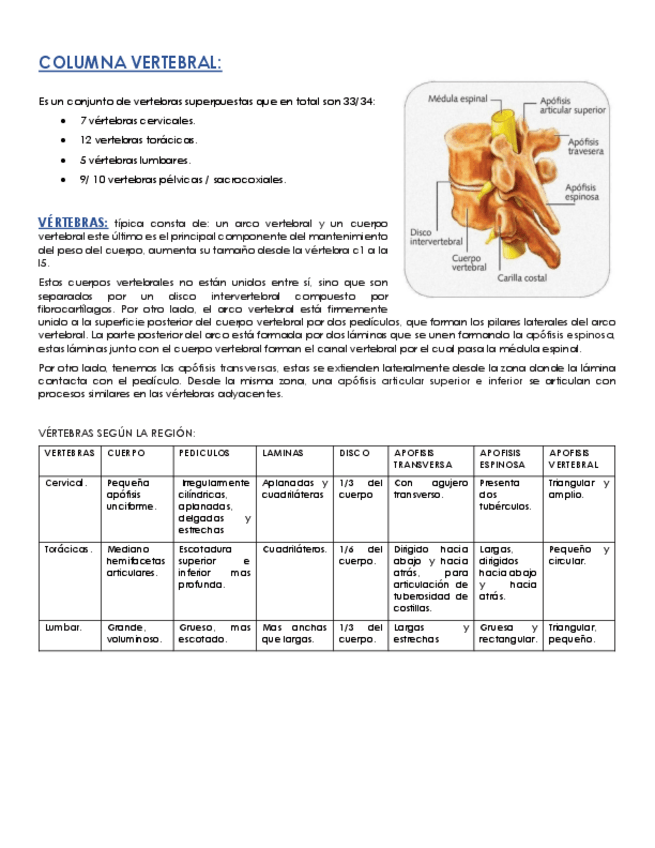 Miniatura del documento COLUMNA-VERTEBRAL.pdf
