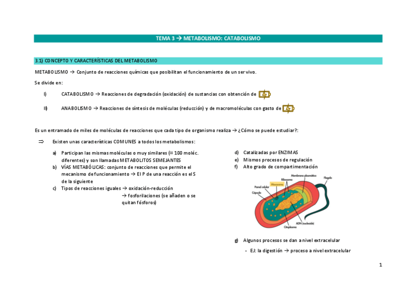 Miniatura del documento ESQUEMACATABOLISMOBIOLOGIA2o-BACHILLERATO.pdf