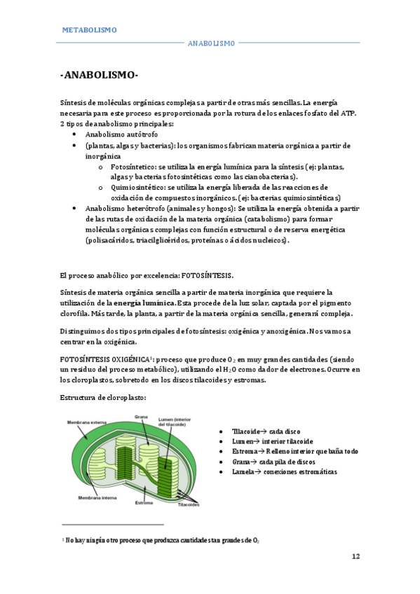 Miniatura del documento METABOLISMO-ANABOLISMO.pdf