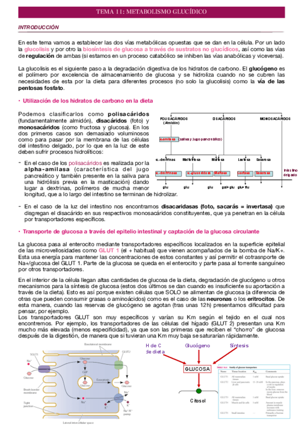 Miniatura del documento TEMA-11-METABOLISMO-GLUCIDICO.pdf