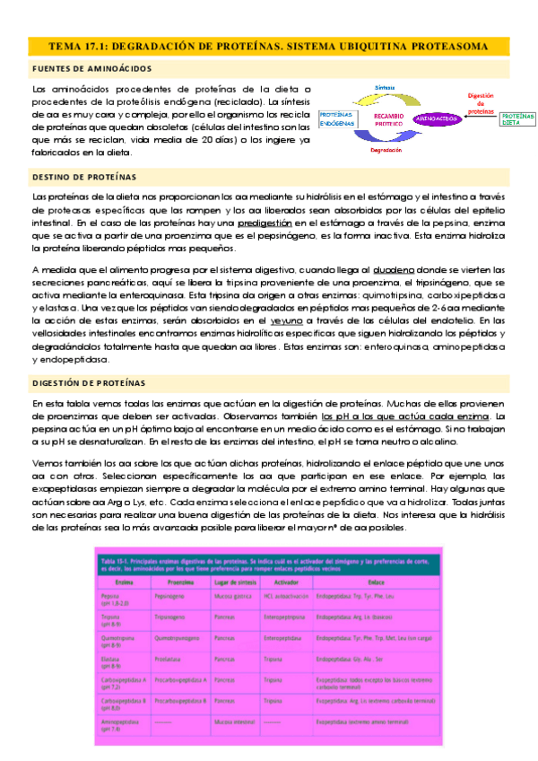 Miniatura del documento TEMA-17-DEGRADACION-DE-PROTEINAS.pdf