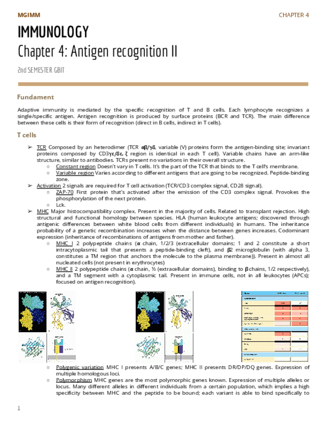 Miniatura del documento Chapter-4-Antigen-recognition2nd-part.pdf