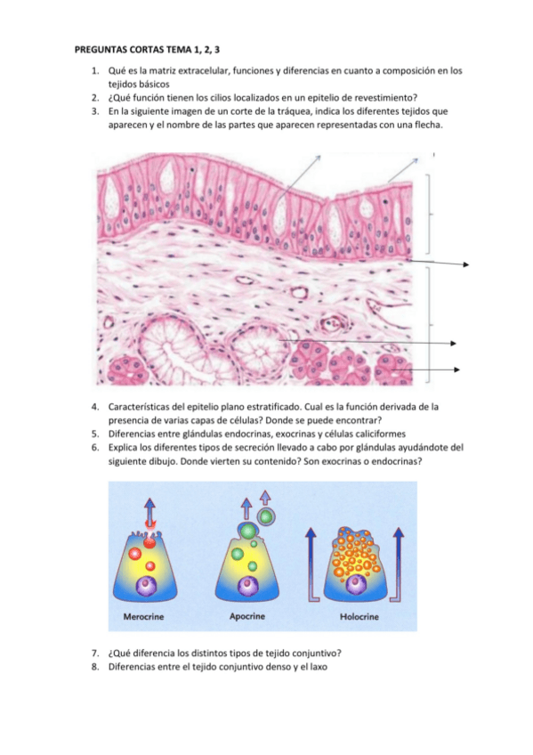 Miniatura del documento Preguntas-histologia-.pdf