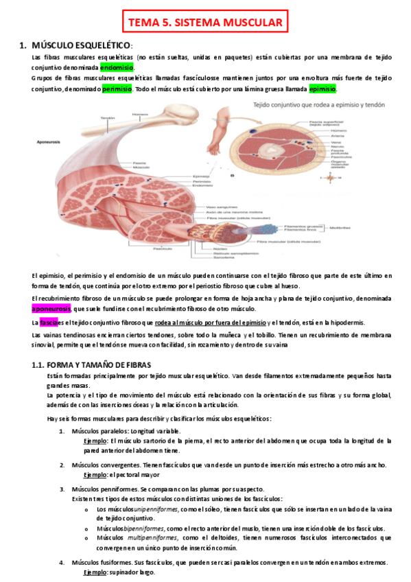 Miniatura del documento Tema-5-MUSCULAR.pdf