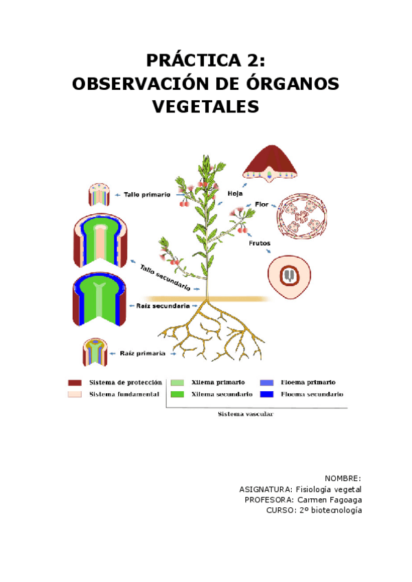 Miniatura del documento PRACTICA-2-FISIO.pdf