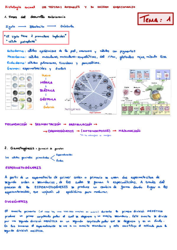 Miniatura del documento Apuntes-Histologia-temas-1-2-y-3.pdf