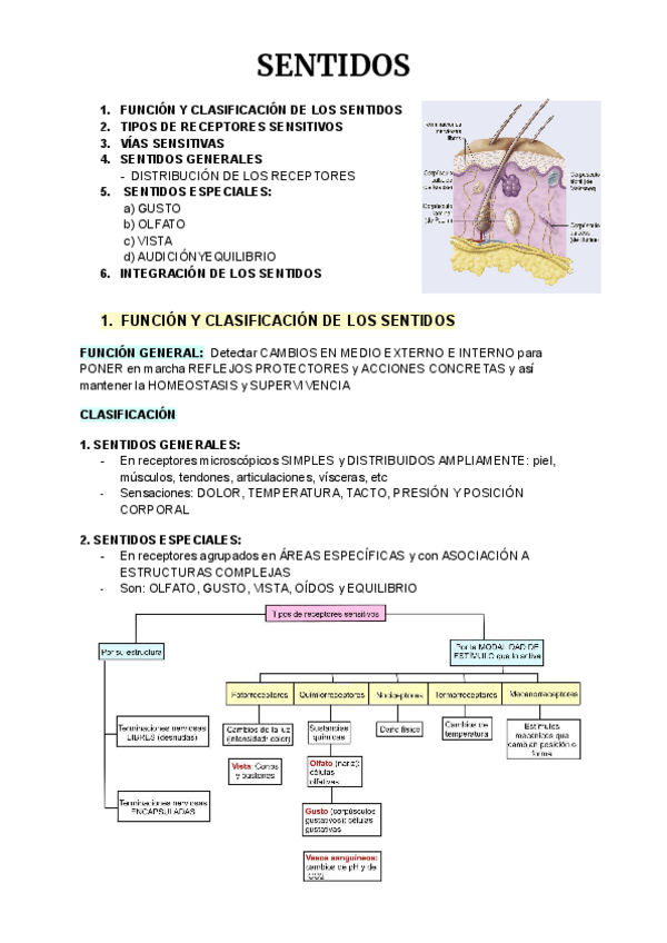 Miniatura del documento Anatomia-4-55-68.pdf