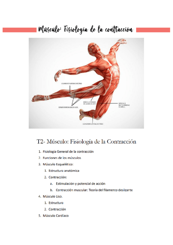Miniatura del documento T2-Musculo-Fisiologia-de-la-Contraccion.pdf