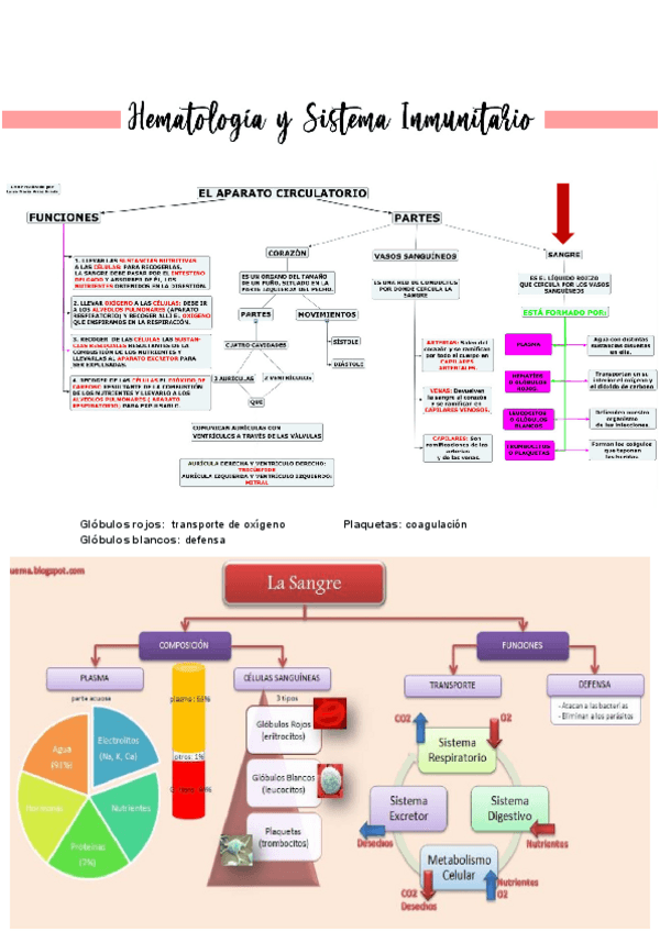 Miniatura del documento Tema-4-Hematologia-y-Sistema-Inmunitario.pdf