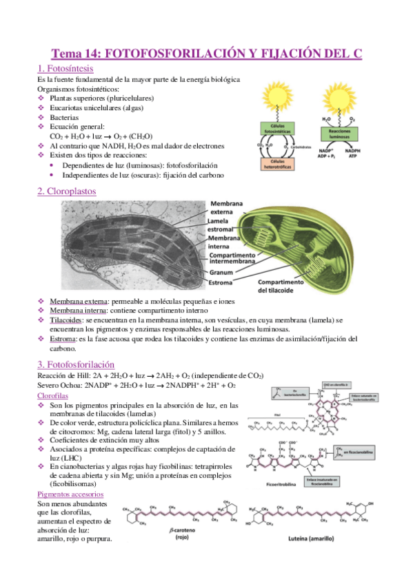 Miniatura del documento BQ-apuntes-tema-14-.pdf