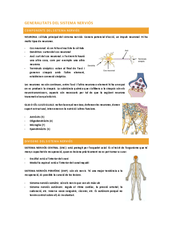 Miniatura del documento Sistema-nervios.pdf