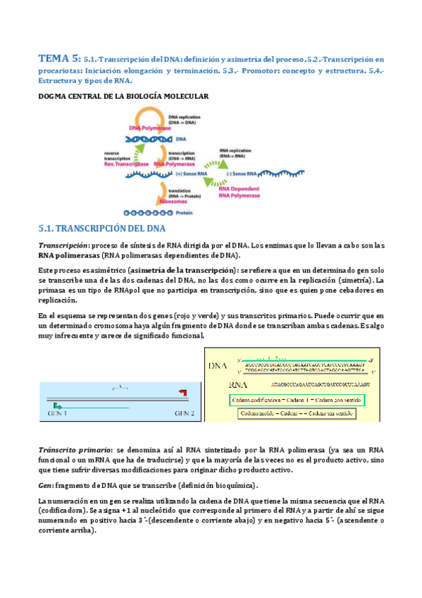 Miniatura del documento TEMA 5- TRANSCRIPCIÓN 1.pdf