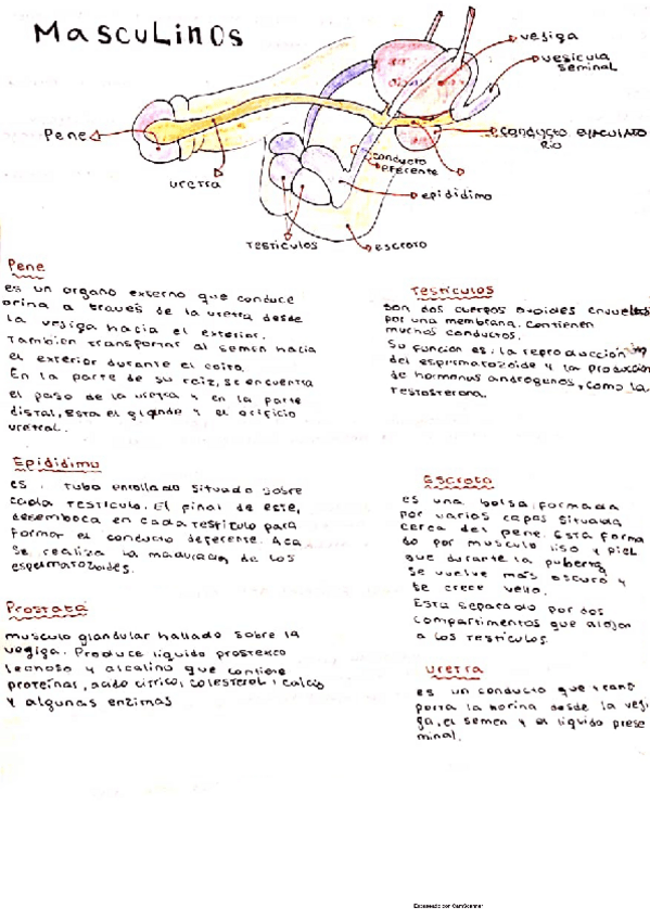 Miniatura del documento Aparato-reproductor-masculino.pdf