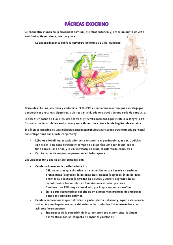 Miniatura del documento Páncreas Exocrino