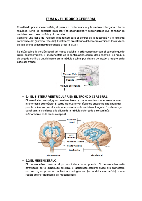Miniatura del documento TEMA-6-TRONCO-CEREBRAL-2.pdf