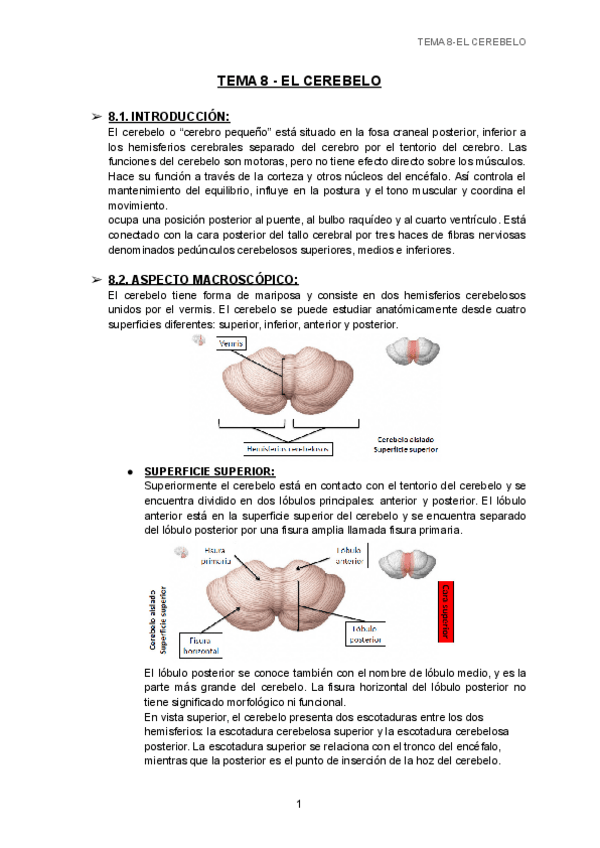 Miniatura del documento TEMA-8-EL-CEREBELO-1.pdf