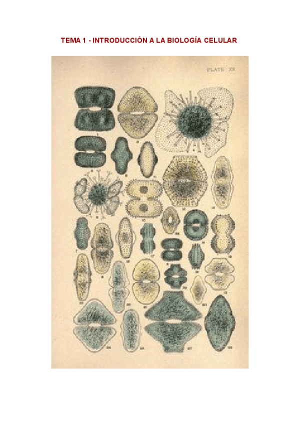 Miniatura del documento TEMA-1-INTRODUCCION-A-LA-BIOLOGIA-CELULAR.pdf
