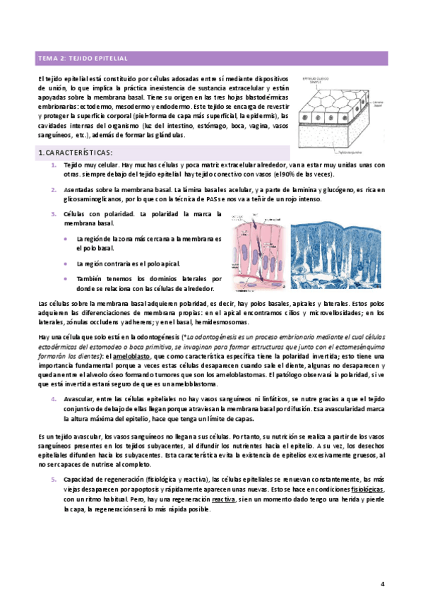 Miniatura del documento TEMA-2-TEJIDO-EPITELIAL-copia.pdf
