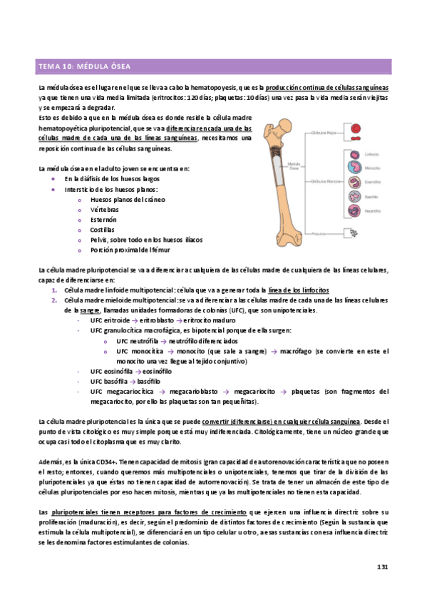 Miniatura del documento TEMA-10-MEDULA.pdf